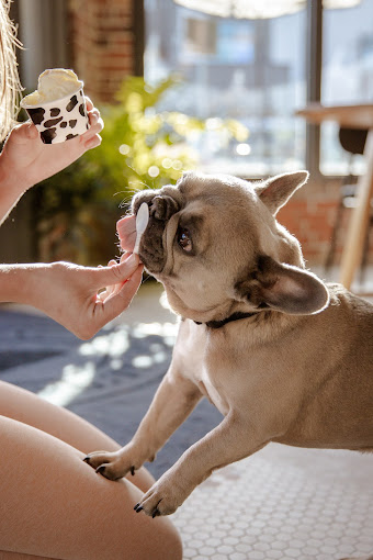 Rosie, a French Bulldog, being offered a cup of ice cream in the shop